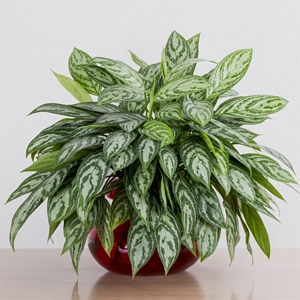 Aglaonema Maria